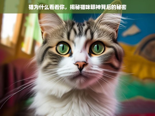 猫为什么看着你，揭秘猫咪眼神背后的秘密