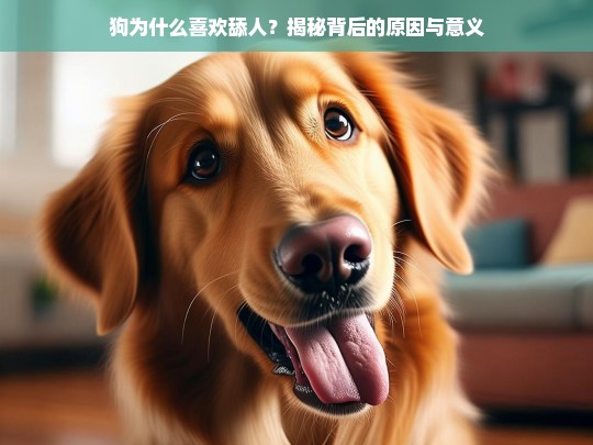 狗为什么喜欢舔人？揭秘背后的原因与意义