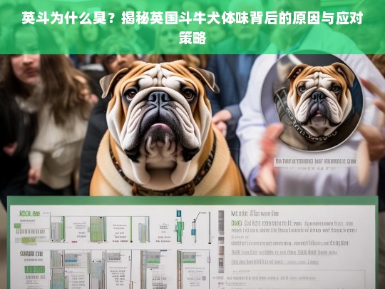 英斗为什么臭？揭秘英国斗牛犬体味背后的原因与应对策略