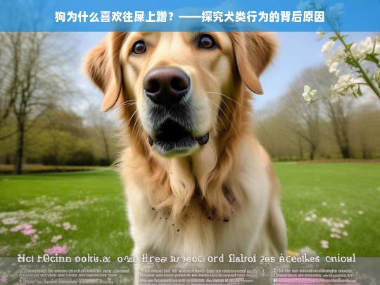 狗为什么喜欢往屎上蹭？——探究犬类行为的背后原因