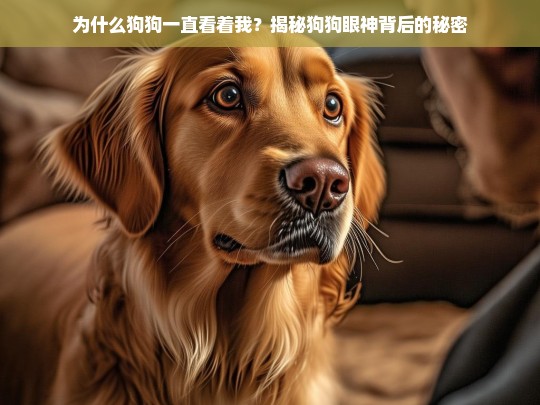 为什么狗狗一直看着我？揭秘狗狗眼神背后的秘密