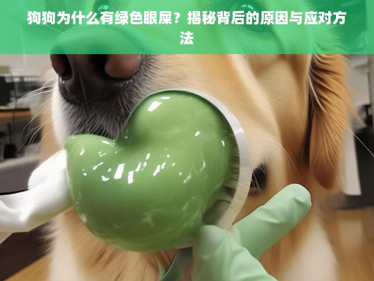 狗狗为什么有绿色眼屎？揭秘背后的原因与应对方法