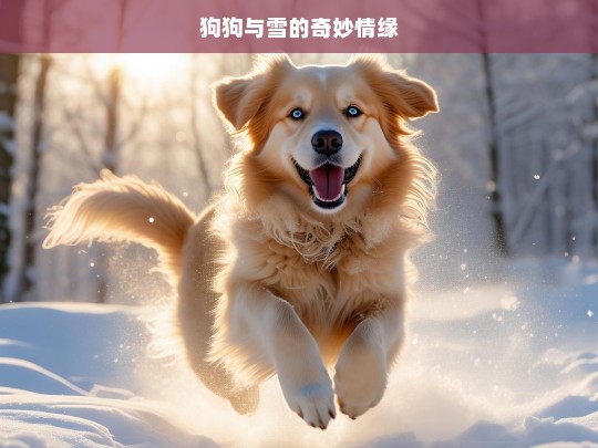 狗狗与雪的奇妙情缘