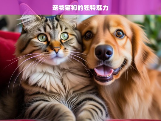 宠物猫狗的独特魅力