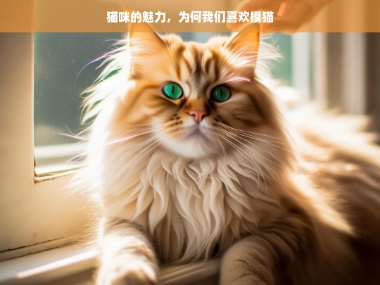 猫咪的魅力，为何我们喜欢摸猫