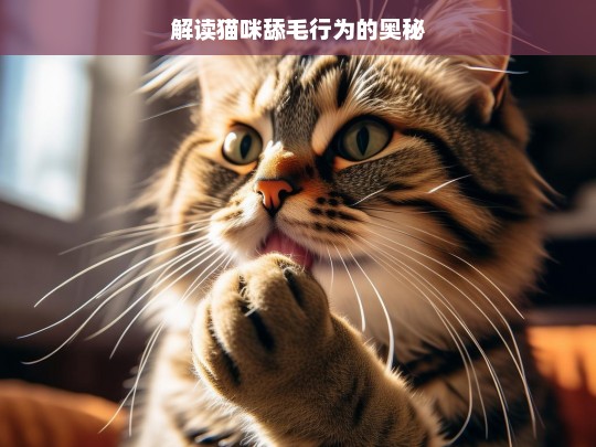 解读猫咪舔毛行为的奥秘