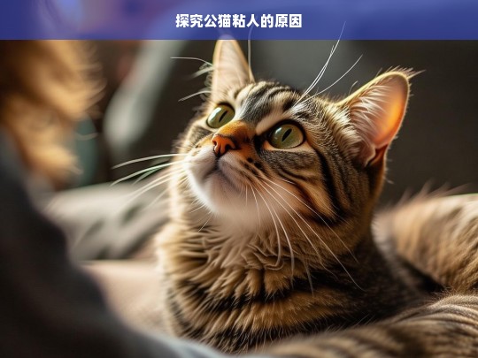 探究公猫粘人的原因