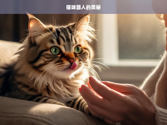 猫咪舔人的奥秘