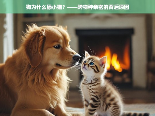 狗为什么舔小猫？——跨物种亲密的背后原因