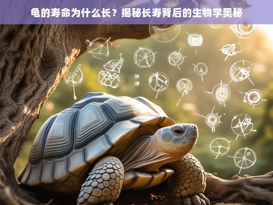 龟的寿命为什么长？揭秘长寿背后的生物学奥秘