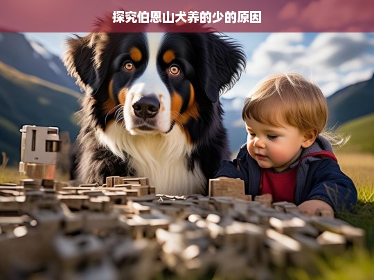 探究伯恩山犬养的少的原因