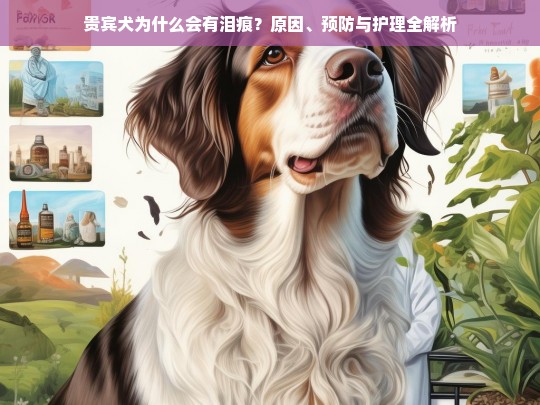 贵宾犬为什么会有泪痕？原因、预防与护理全解析