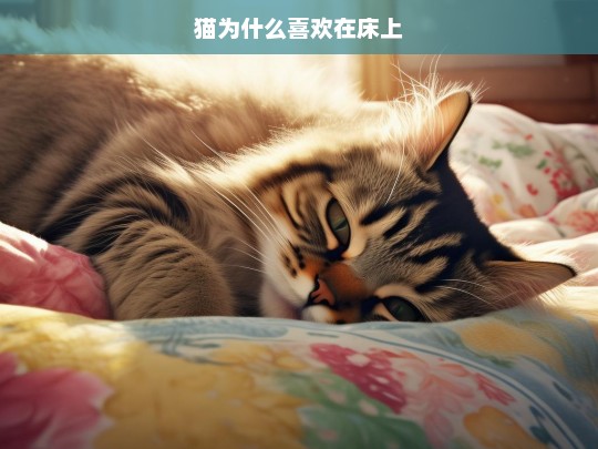 猫为什么喜欢在床上