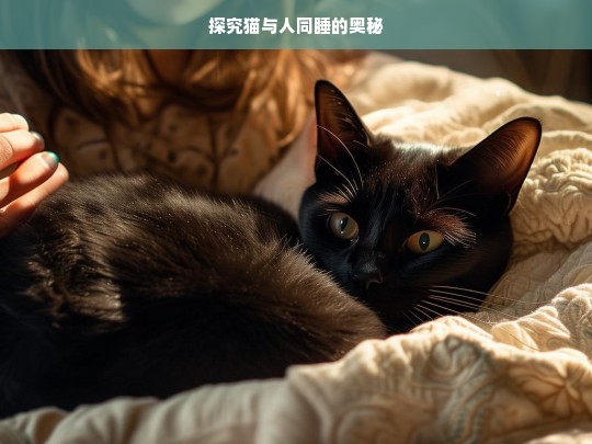 探究猫与人同睡的奥秘