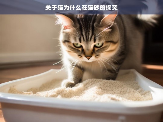 关于猫为什么在猫砂的探究