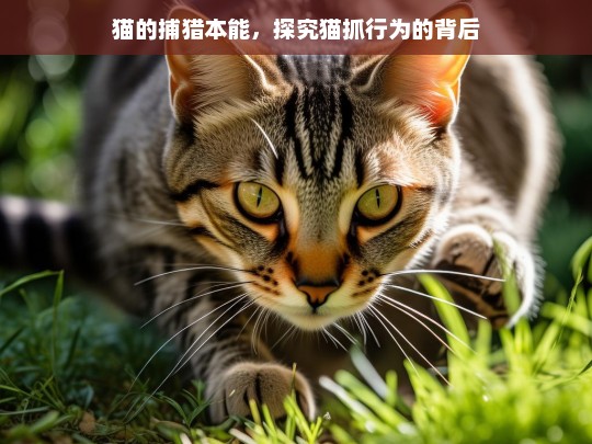 猫的捕猎本能，探究猫抓行为的背后