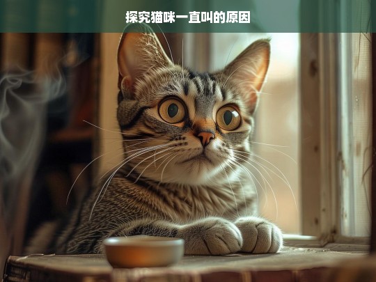 探究猫咪一直叫的原因