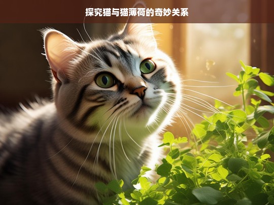 探究猫与猫薄荷的奇妙关系