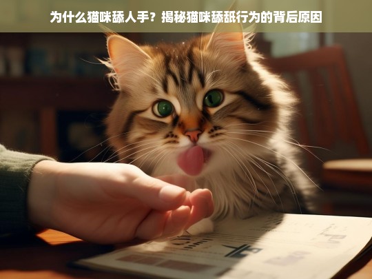 为什么猫咪舔人手？揭秘猫咪舔舐行为的背后原因