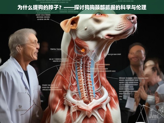 为什么提狗的脖子？——探讨狗狗颈部抓握的科学与伦理