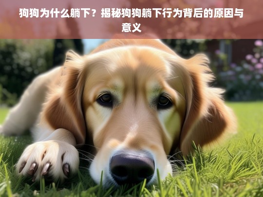 狗狗为什么躺下？揭秘狗狗躺下行为背后的原因与意义