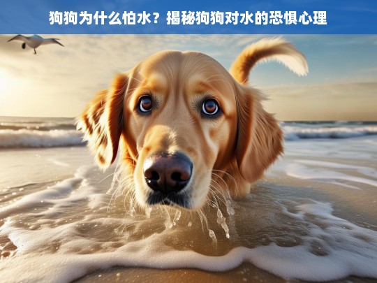 狗狗为什么怕水？揭秘狗狗对水的恐惧心理