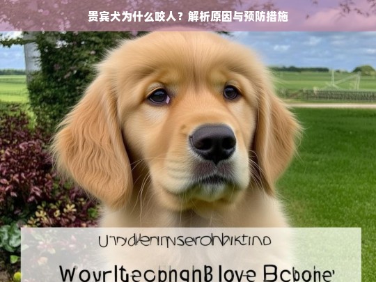 贵宾犬为什么咬人？解析原因与预防措施