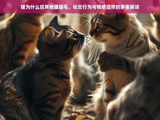 猫为什么给其他猫舔毛，社交行为与情感纽带的多重解读