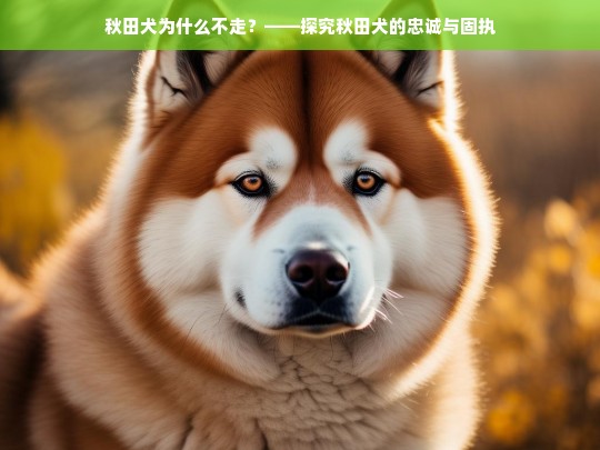 秋田犬为什么不走？——探究秋田犬的忠诚与固执