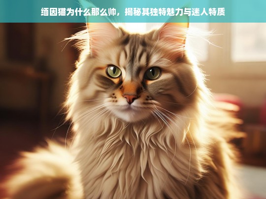 缅因猫为什么那么帅，揭秘其独特魅力与迷人特质