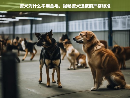 警犬为什么不用金毛，揭秘警犬选拔的严格标准