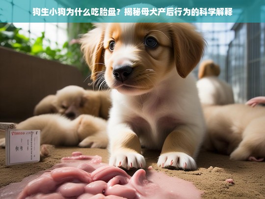 狗生小狗为什么吃胎盘？揭秘母犬产后行为的科学解释