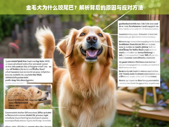 金毛犬为什么咬尾巴？解析背后的原因与应对方法