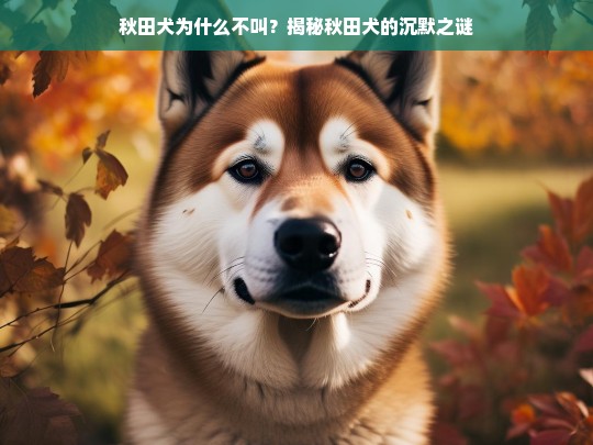 秋田犬为什么不叫？揭秘秋田犬的沉默之谜