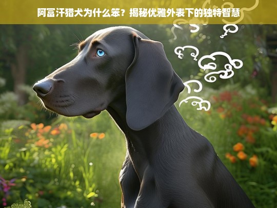 阿富汗猎犬为什么笨？揭秘优雅外表下的独特智慧