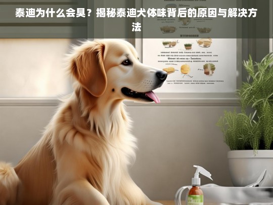 泰迪为什么会臭？揭秘泰迪犬体味背后的原因与解决方法