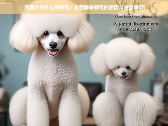 贵宾犬为什么要剃毛？全面解析剃毛的原因与注意事项