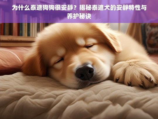 为什么泰迪狗狗很安静？揭秘泰迪犬的安静特性与养护秘诀