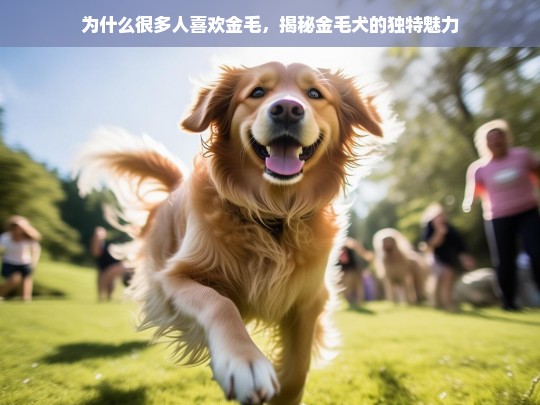 为什么很多人喜欢金毛，揭秘金毛犬的独特魅力