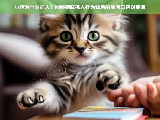 小猫为什么抓人？揭秘猫咪抓人行为背后的原因与应对策略