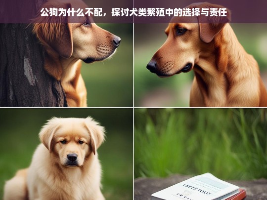 公狗为什么不配，探讨犬类繁殖中的选择与责任