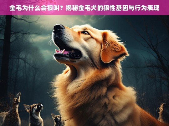 金毛为什么会狼叫？揭秘金毛犬的狼性基因与行为表现