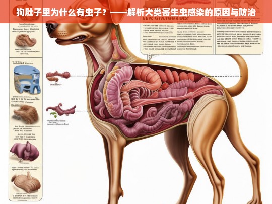 狗肚子里为什么有虫子？——解析犬类寄生虫感染的原因与防治