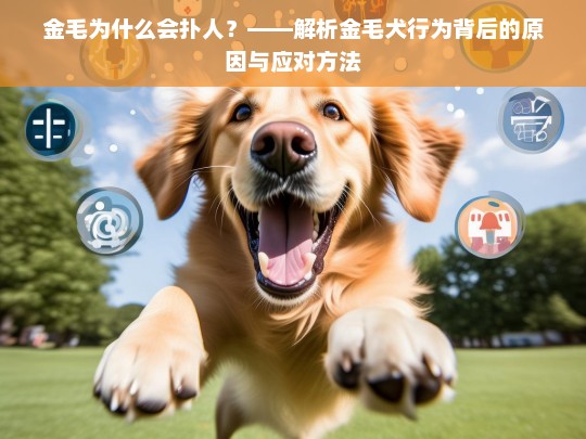 金毛为什么会扑人？——解析金毛犬行为背后的原因与应对方法