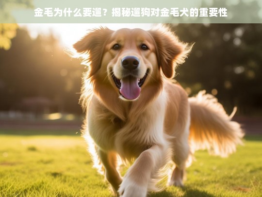 金毛为什么要遛？揭秘遛狗对金毛犬的重要性