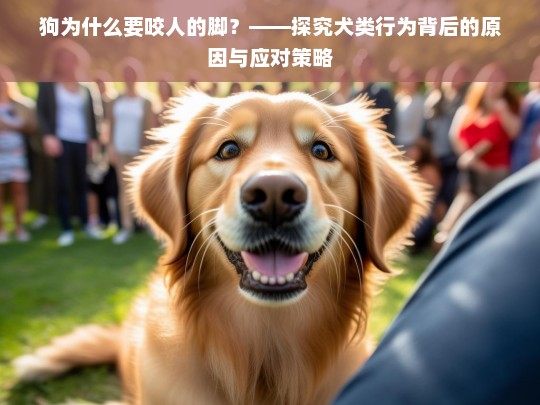 狗为什么要咬人的脚？——探究犬类行为背后的原因与应对策略