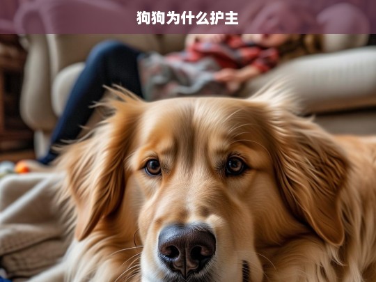 狗狗为什么护主