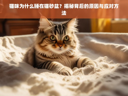 猫咪为什么睡在猫砂盆？揭秘背后的原因与应对方法