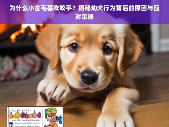 为什么小金毛喜欢咬手？揭秘幼犬行为背后的原因与应对策略