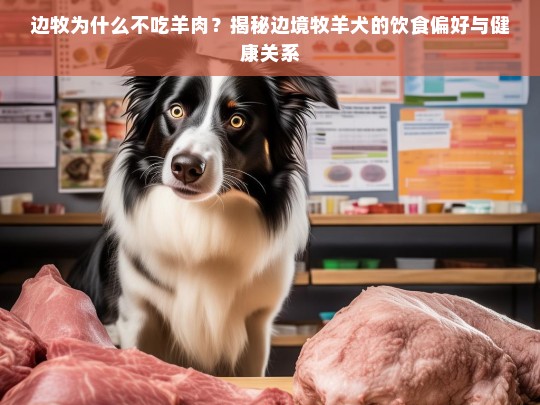 边牧为什么不吃羊肉？揭秘边境牧羊犬的饮食偏好与健康关系